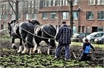 5 Deelnemer 10 Peter Bulthuis foto 3 ploegen met opa op stadstuin toentje in Groningen